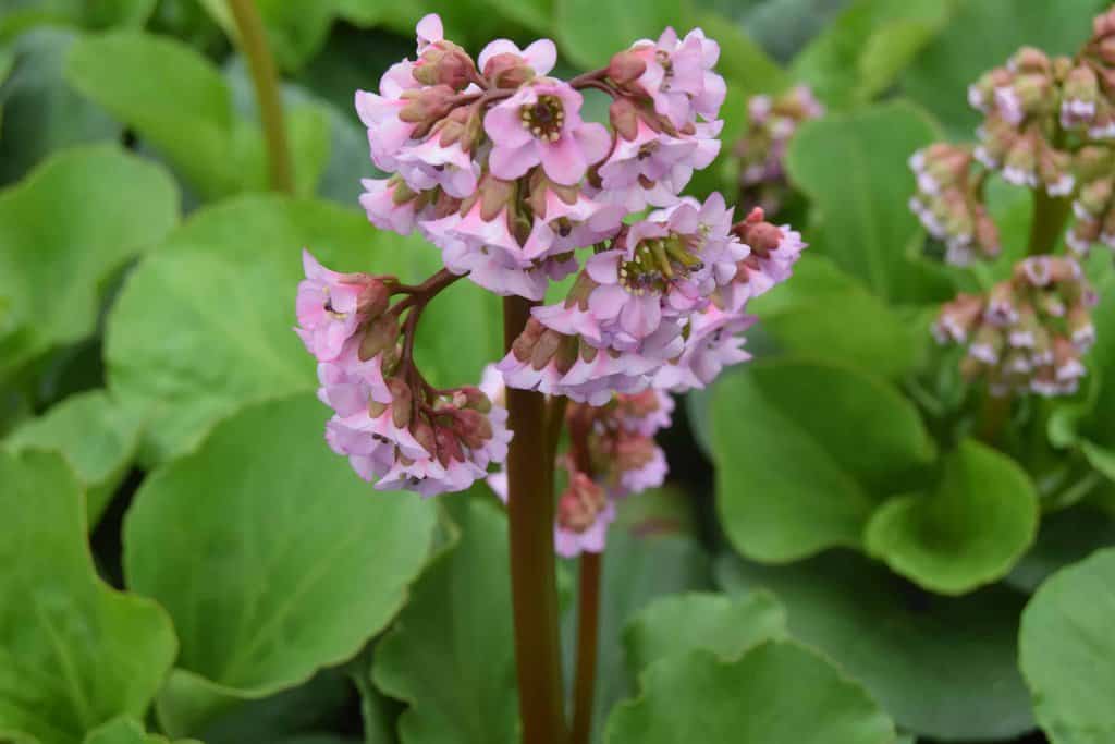 Bergenia cordifolia ---